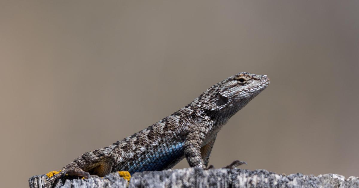 Stunning image of the Blue Belly Lizard (Sceloporus occidentalis), a wonder in the animal kingdom.