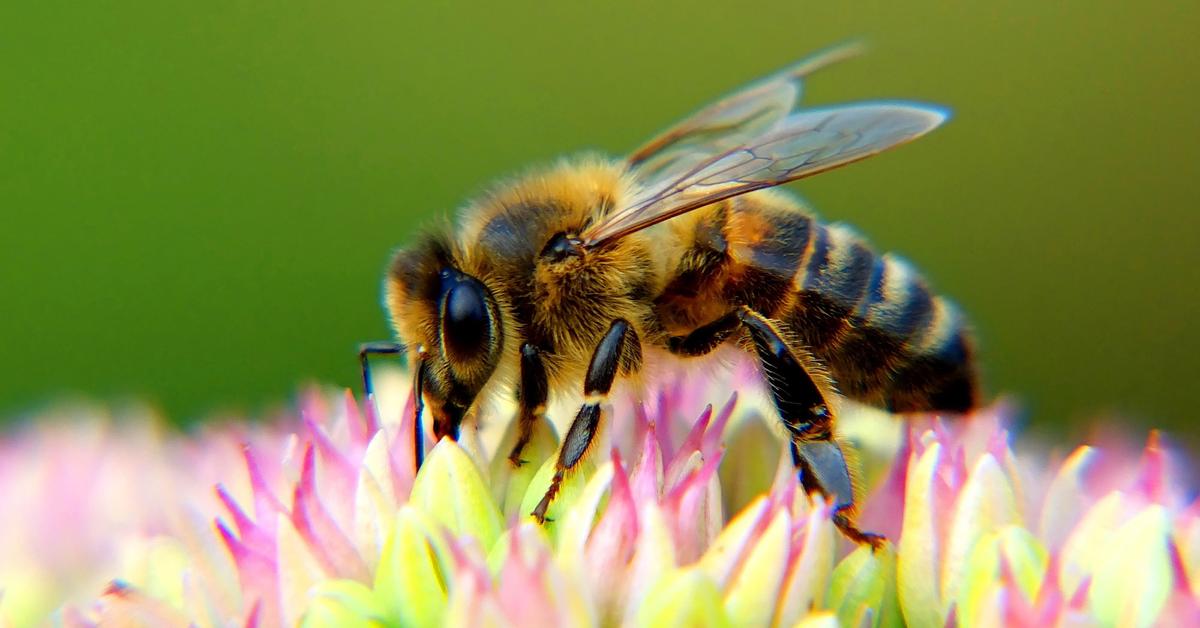 Captured beauty of the Bee, or Apis mellifera in the scientific world.