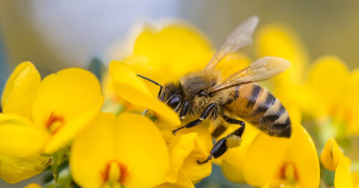 Natural elegance of the Bee, scientifically termed Apis mellifera.