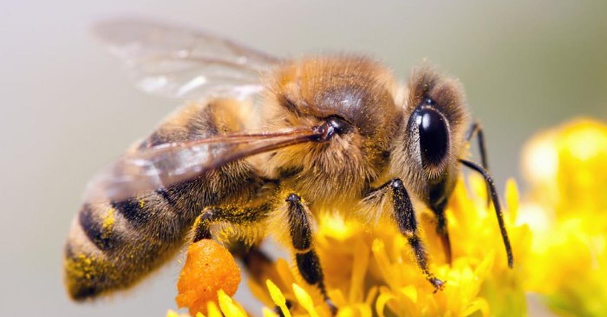 Striking appearance of the Bee, known in scientific circles as Apis mellifera.