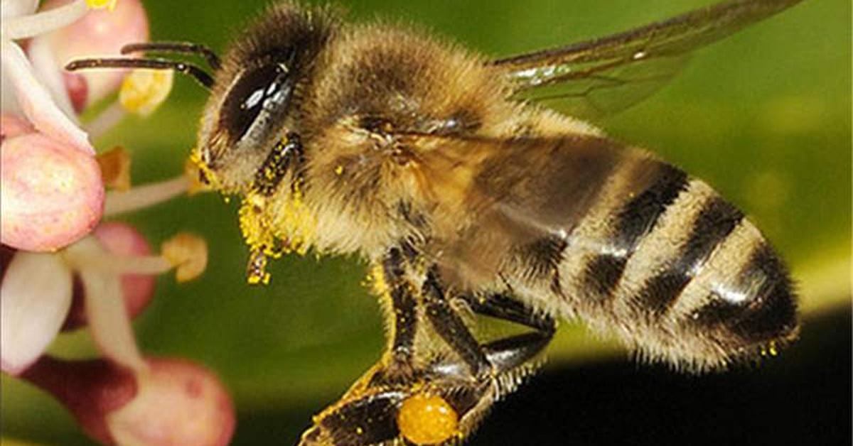 The elegant Bee (Apis mellifera), a marvel of nature.