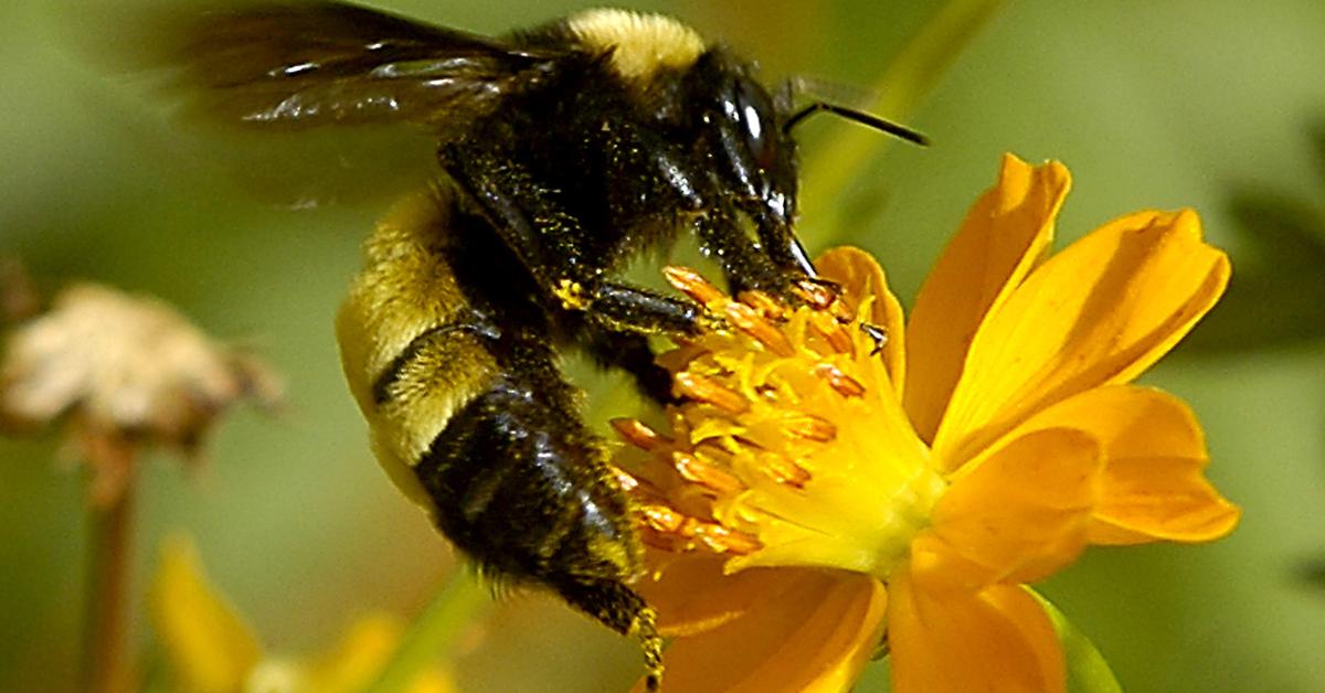 Image of the Bee (Apis mellifera), popular in Indonesia as Lebah.