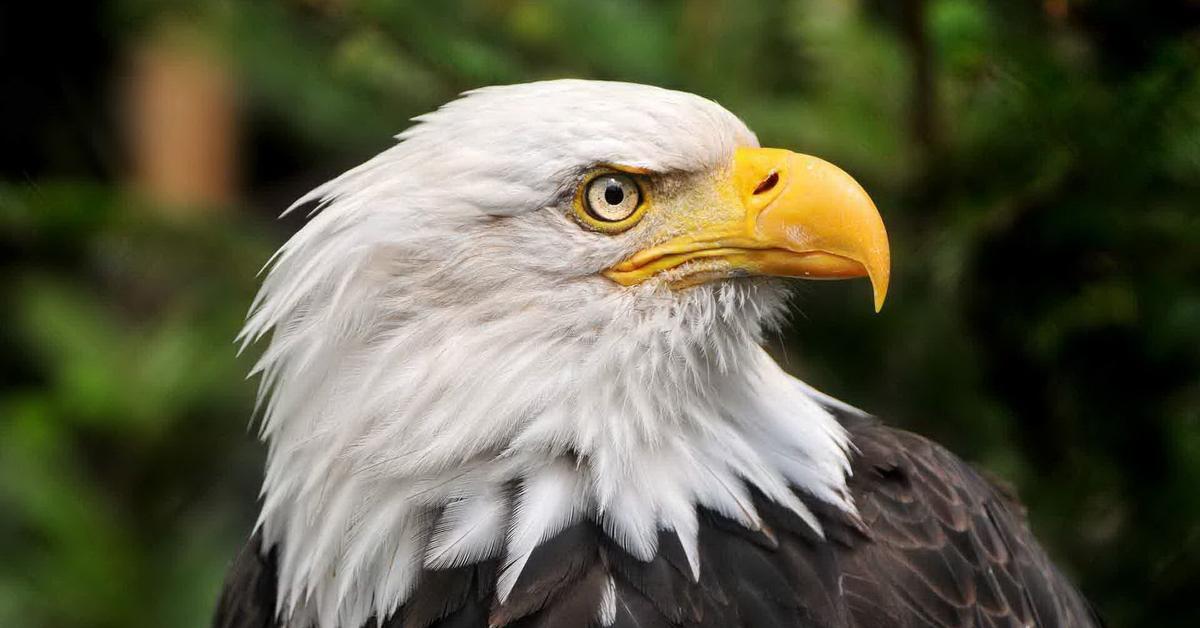 Stunning image of the Bald Eagle (haliaeetus leucocephalus), a wonder in the animal kingdom.