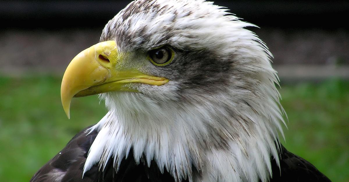 Vibrant snapshot of the Bald Eagle, commonly referred to as Elang Botak in Indonesia.