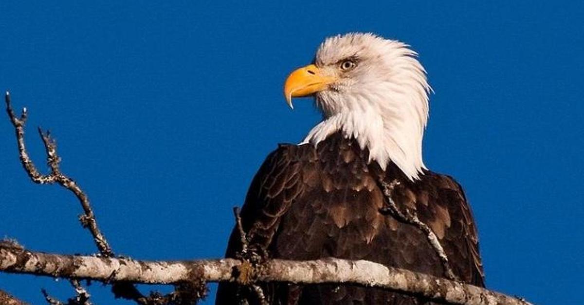 The alluring Bald Eagle, commonly referred to as Elang Botak in Bahasa Indonesia.