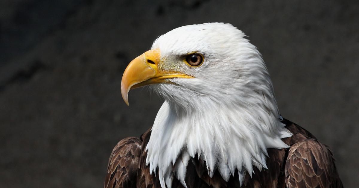 The Bald Eagle, an example of haliaeetus leucocephalus, in its natural environment.