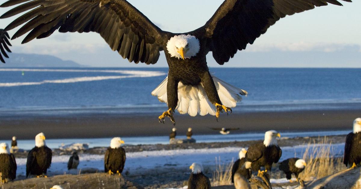 Captivating presence of the Bald Eagle, a species called haliaeetus leucocephalus.