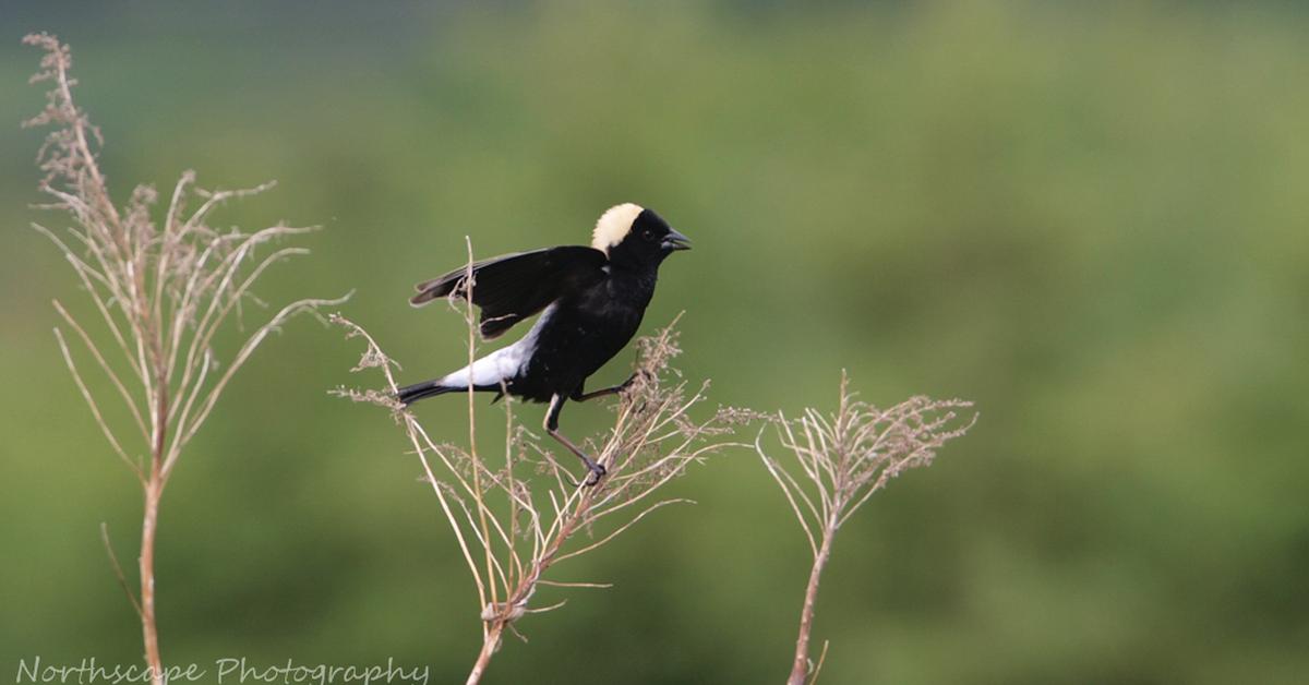 Portrait of a Bobolink, a creature known scientifically as Dolichonyx oryzivorus.