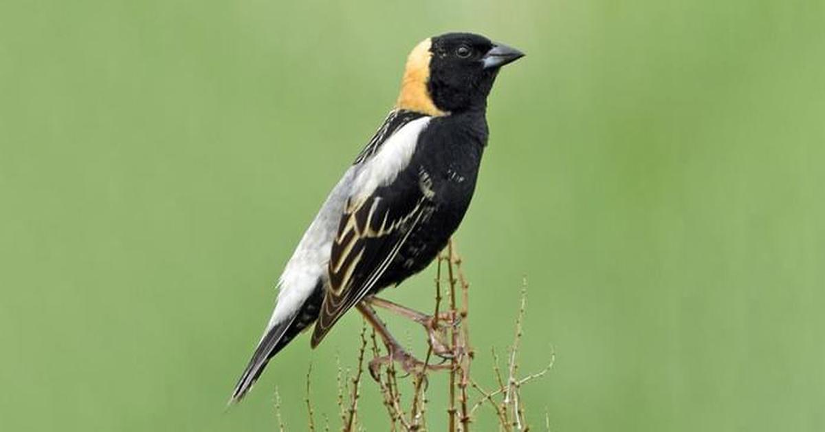 The remarkable Bobolink (Dolichonyx oryzivorus), a sight to behold.