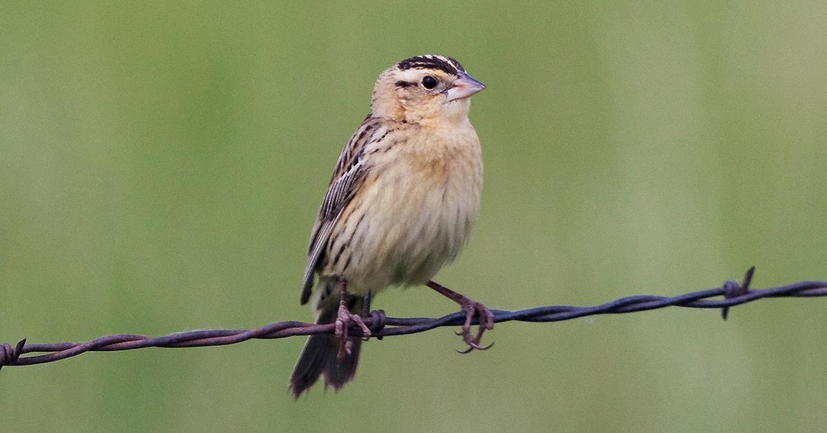 Elegant Bobolink in its natural habitat, called Burung Bobolink in Indonesia.