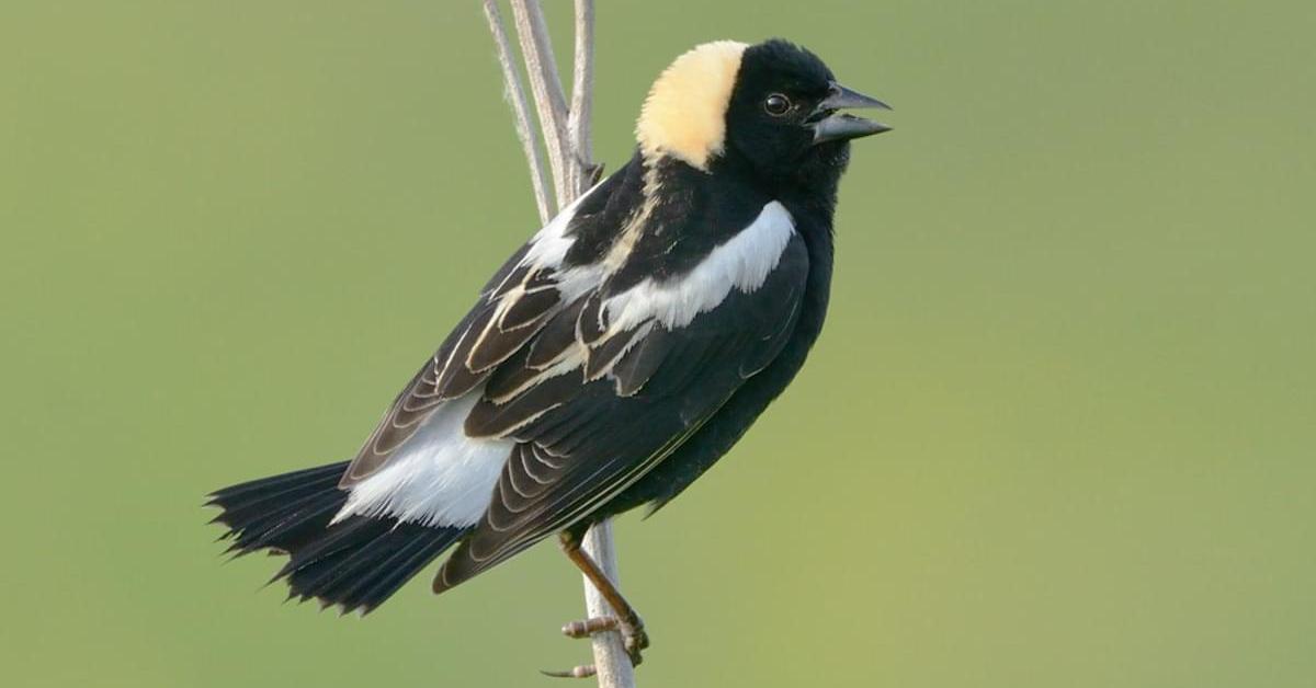 The majestic Bobolink, also called Burung Bobolink in Indonesia, in its glory.