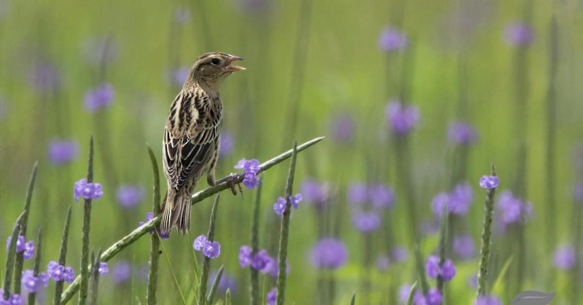 Picture of Bobolink, known in Indonesia as Burung Bobolink.