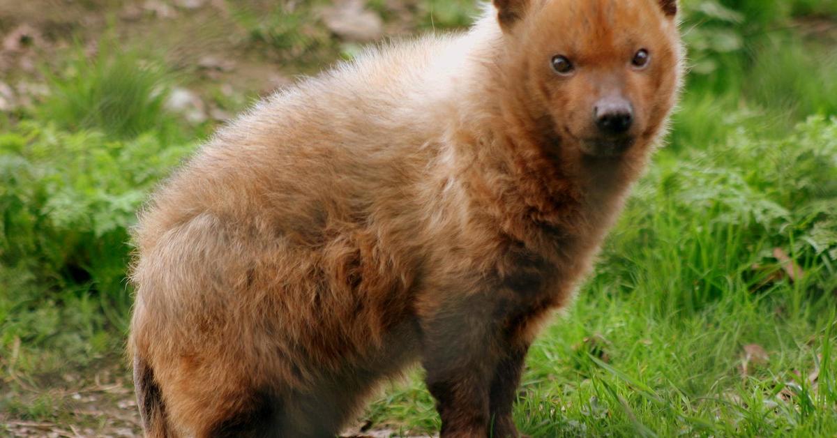 Elegant portrayal of the Bush Dog, also known as Speothos venaticus.