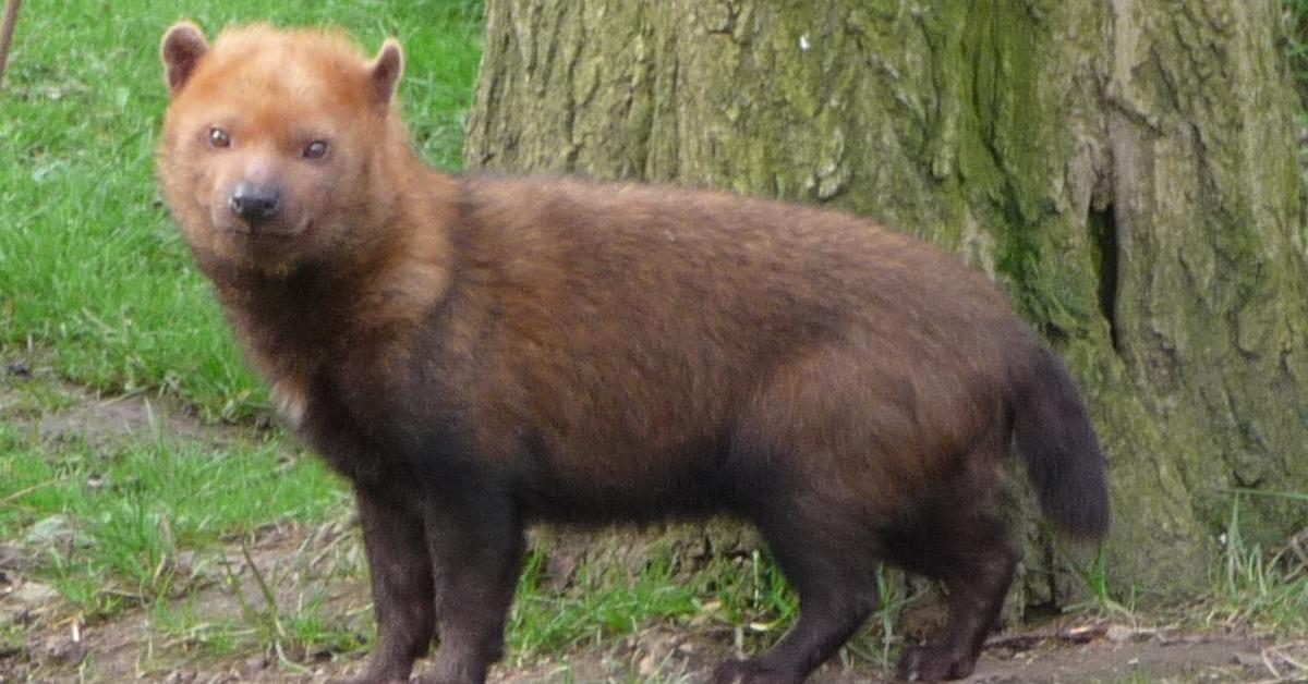 Graceful Bush Dog, a creature with the scientific name Speothos venaticus.