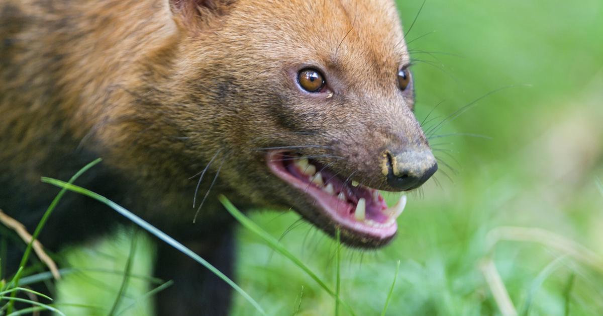 Engaging shot of the Bush Dog, recognized in Indonesia as Anjing Hutan.