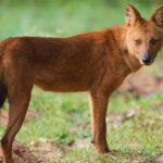 Stunning depiction of Bush Dog, also referred to as Speothos venaticus.