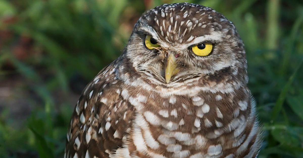 Unique portrayal of the Burrowing Owl, also called Burung Hantu Penggali in Bahasa Indonesia.