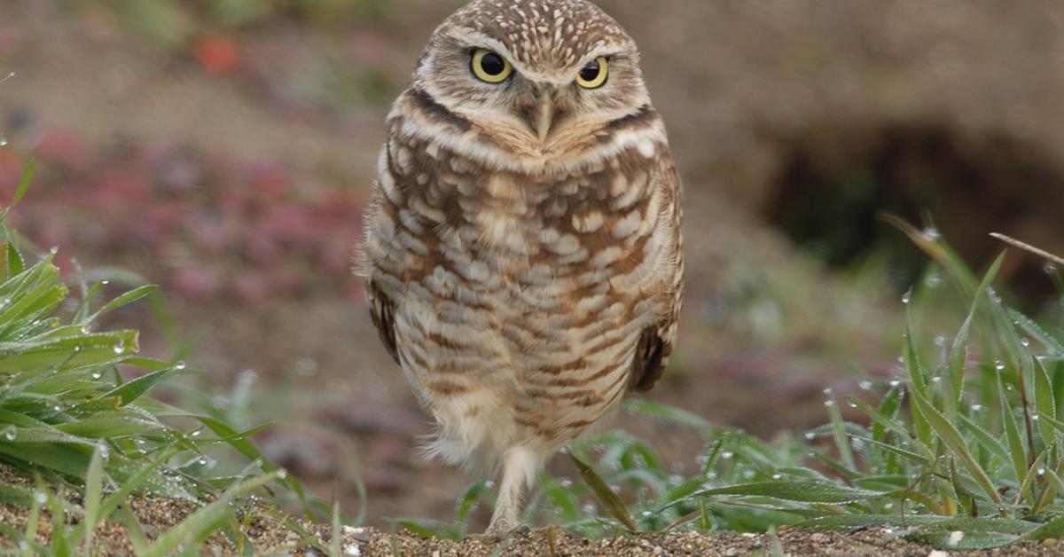 Close-up view of the Burrowing Owl, known as Burung Hantu Penggali in Indonesian.