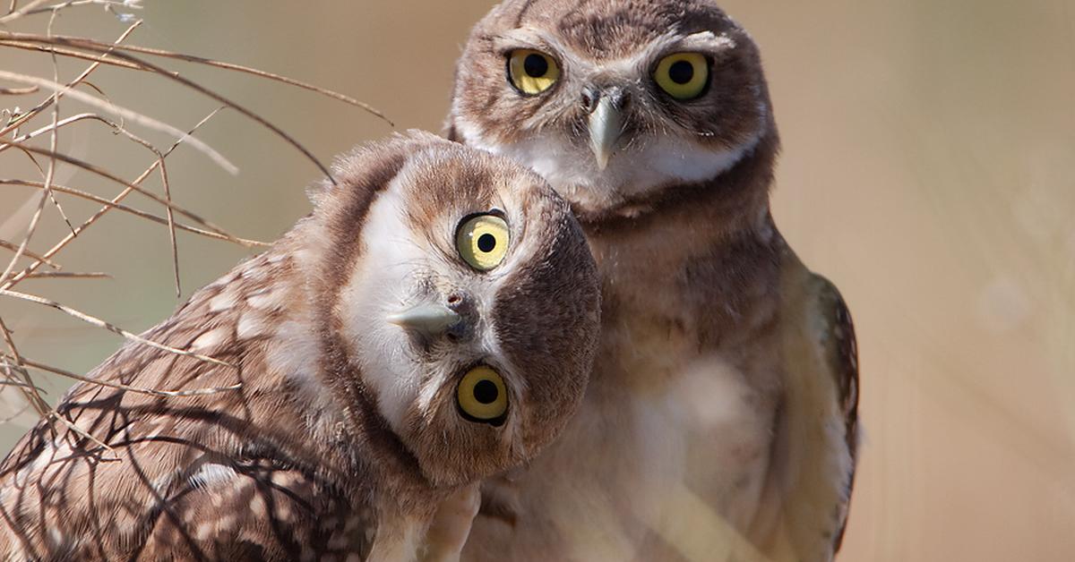 Iconic view of the Burrowing Owl, or Athene cunicularia, in its habitat.