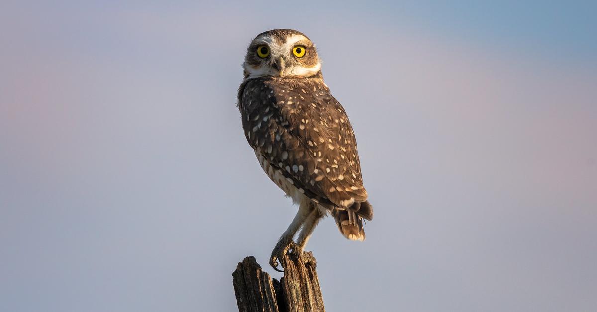 Picture of Burrowing Owl, known in Indonesia as Burung Hantu Penggali.