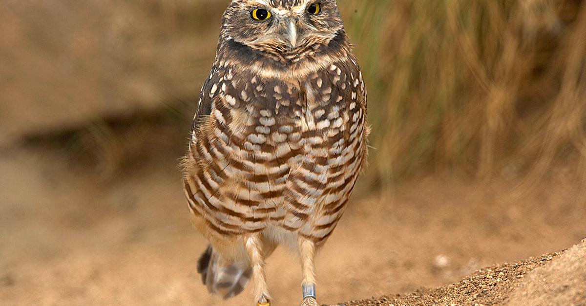 Exquisite image of Burrowing Owl, in Indonesia known as Burung Hantu Penggali.