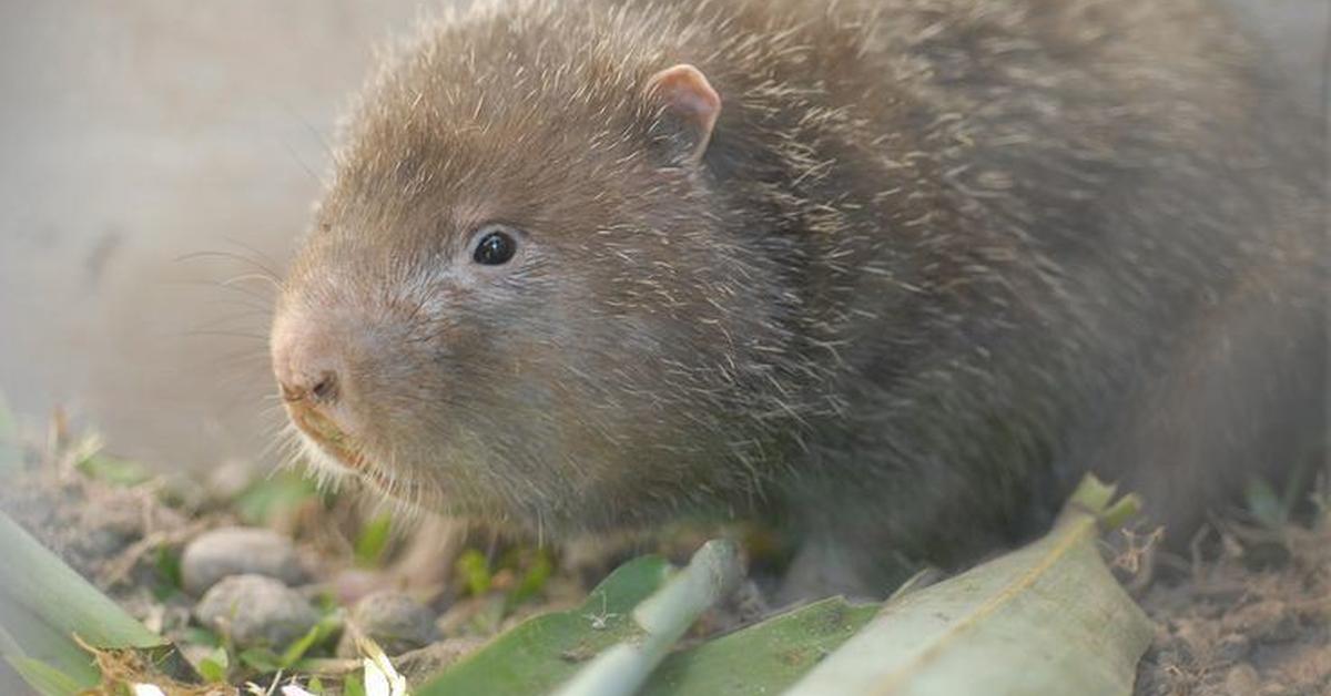 Photogenic Bamboo Rat, scientifically referred to as Rhizomys sinensis.