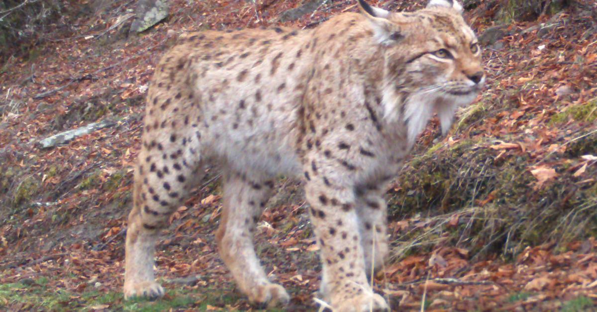 Vivid image of the Balkan Lynx, or Lynx Balkan in Indonesian context.