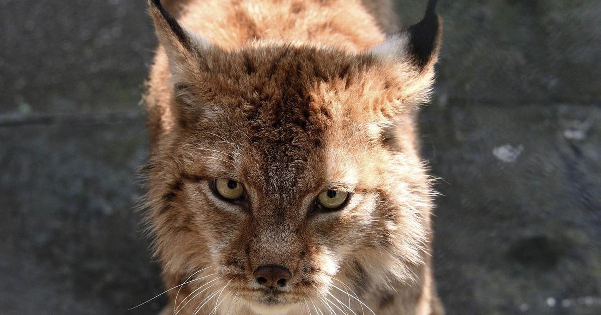 Photographic depiction of the unique Balkan Lynx, locally called Lynx Balkan.