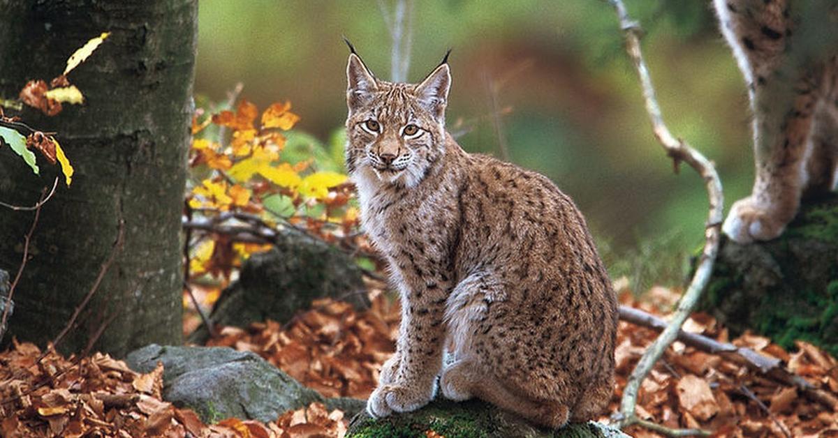 Striking appearance of the Balkan Lynx, known in scientific circles as Lynx lynx balcanicus.