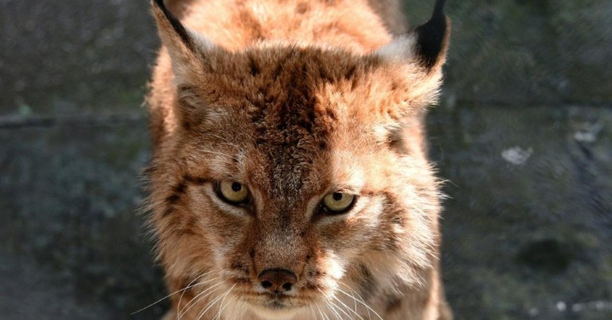 The alluring Balkan Lynx, commonly referred to as Lynx Balkan in Bahasa Indonesia.