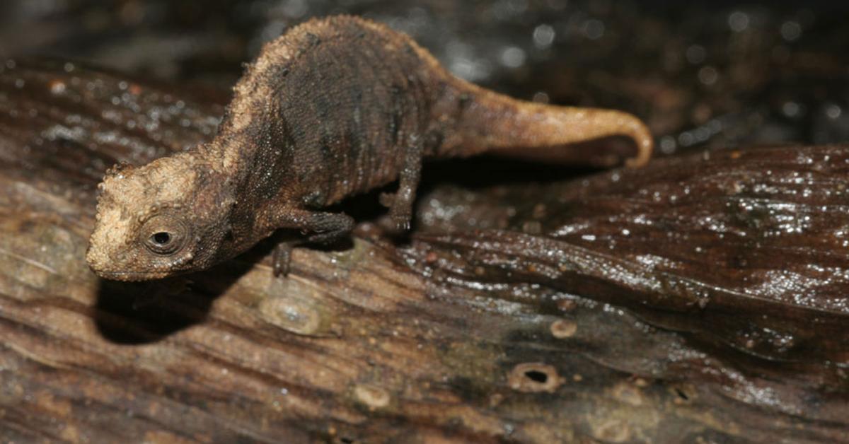 Close-up view of the Brookesia Micra, known as Kadal Brookesia Micra in Indonesian.