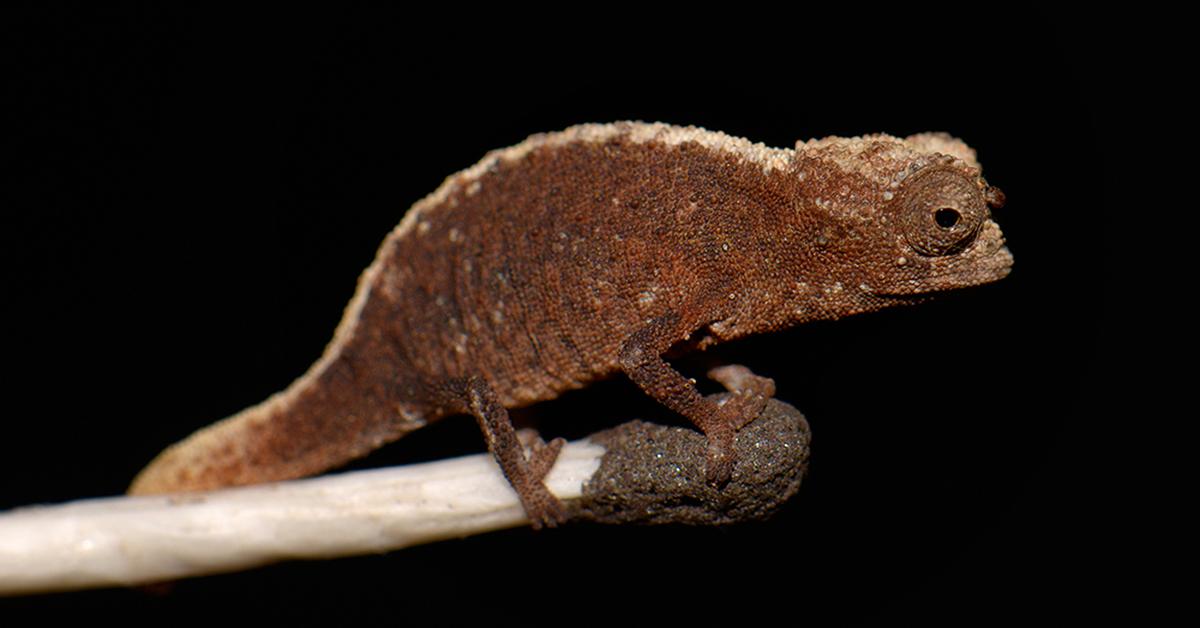 The majestic Brookesia Micra, also called Kadal Brookesia Micra in Indonesia, in its glory.