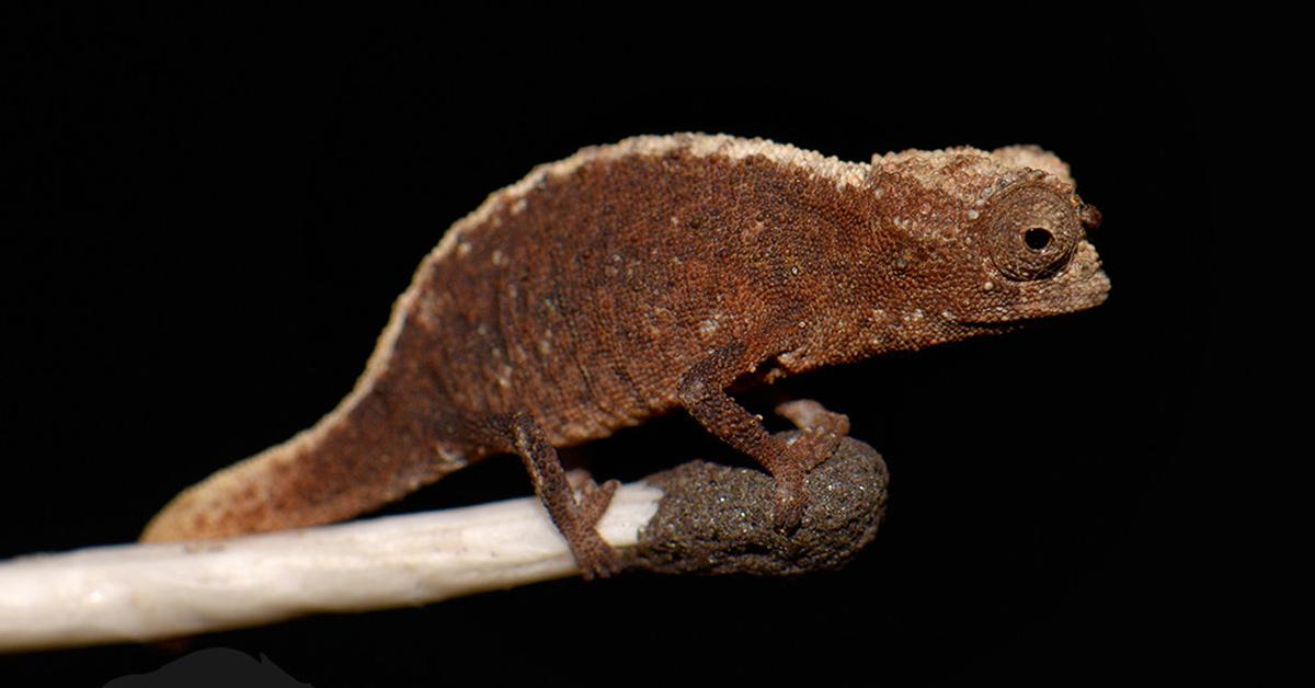 Natural elegance of the Brookesia Micra, scientifically termed Brookesia micra.