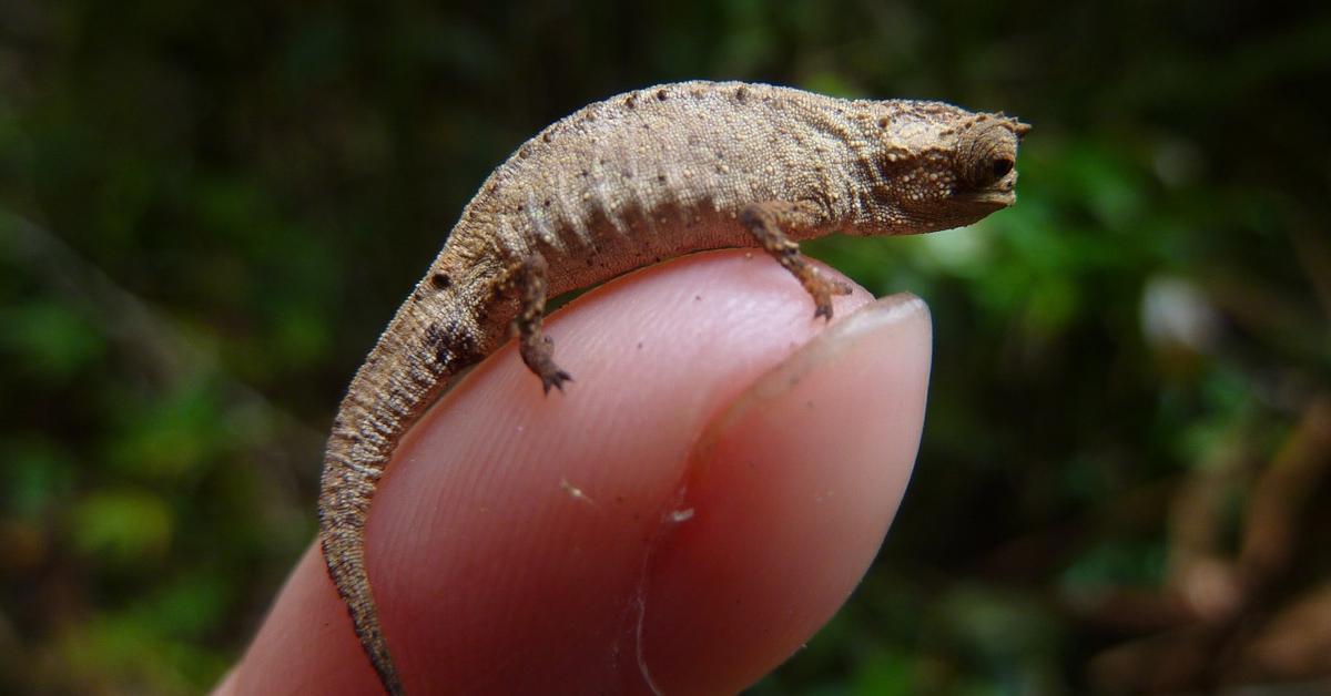 Photograph of the unique Brookesia Micra, known scientifically as Brookesia micra.