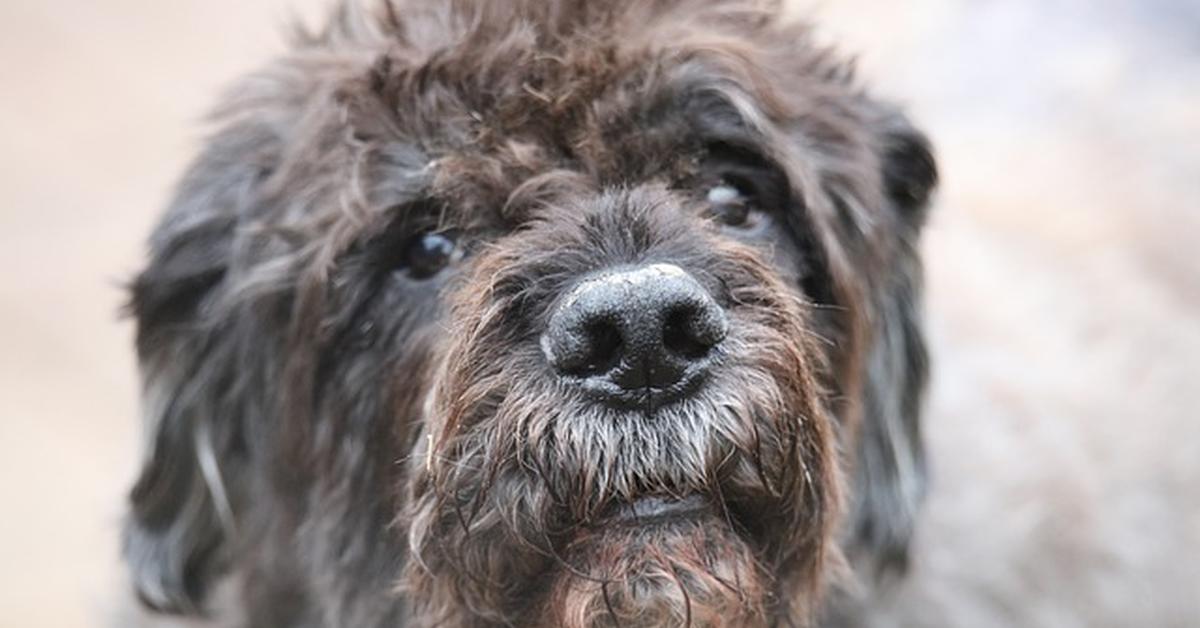 Captured elegance of the Bouvier Des Flandres, known in Indonesia as Anjing Bouvier Des Flandres.