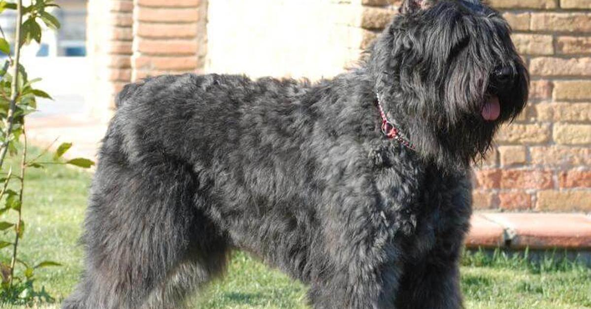 Charming view of the Bouvier Des Flandres, in Indonesia referred to as Anjing Bouvier Des Flandres.