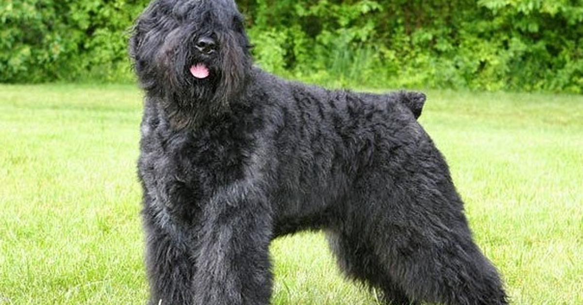 Exquisite image of Bouvier Des Flandres, in Indonesia known as Anjing Bouvier Des Flandres.