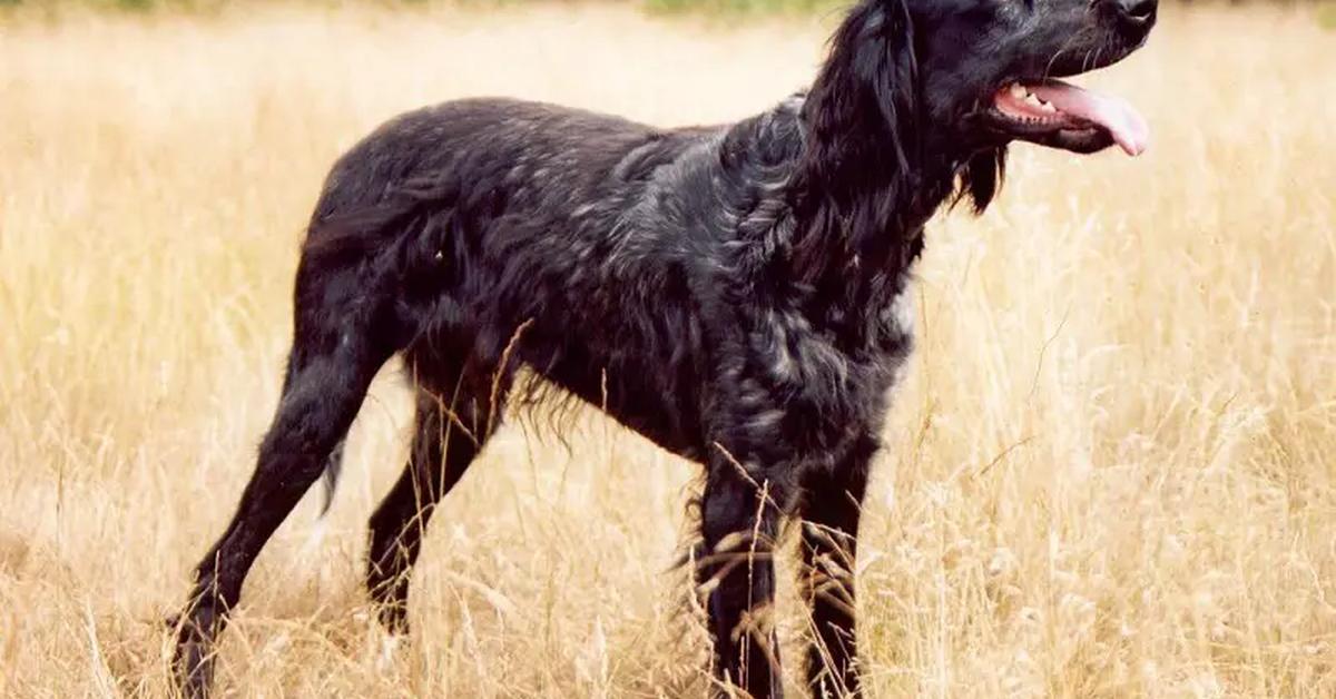 Image of the Blue Picardy Spaniel (Canis lupus), popular in Indonesia as Spaniel Picardy Biru.