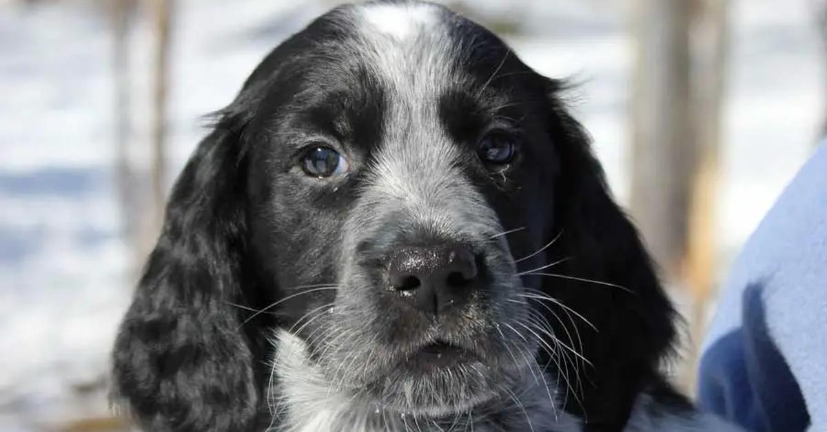 Exquisite image of Blue Picardy Spaniel, in Indonesia known as Spaniel Picardy Biru.