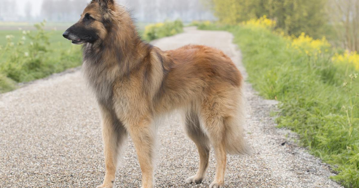 Portrait of a Belgian Tervuren, a creature known scientifically as Canis lupus.