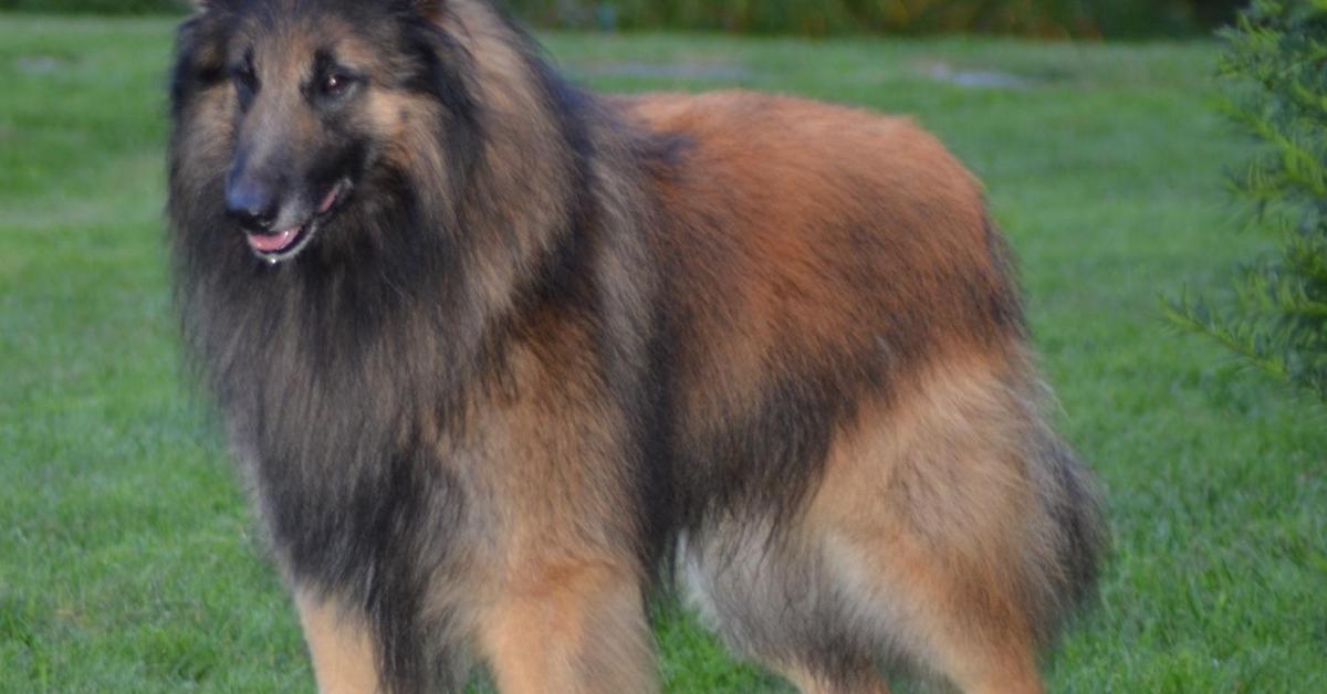 Captivating view of the Belgian Tervuren, known in Bahasa Indonesia as Belgian Tervuren.