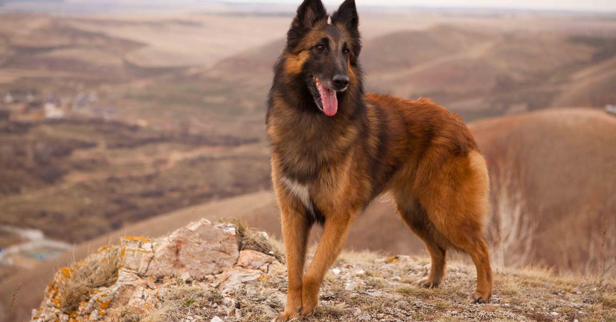 Stunning depiction of Belgian Tervuren, also referred to as Canis lupus.