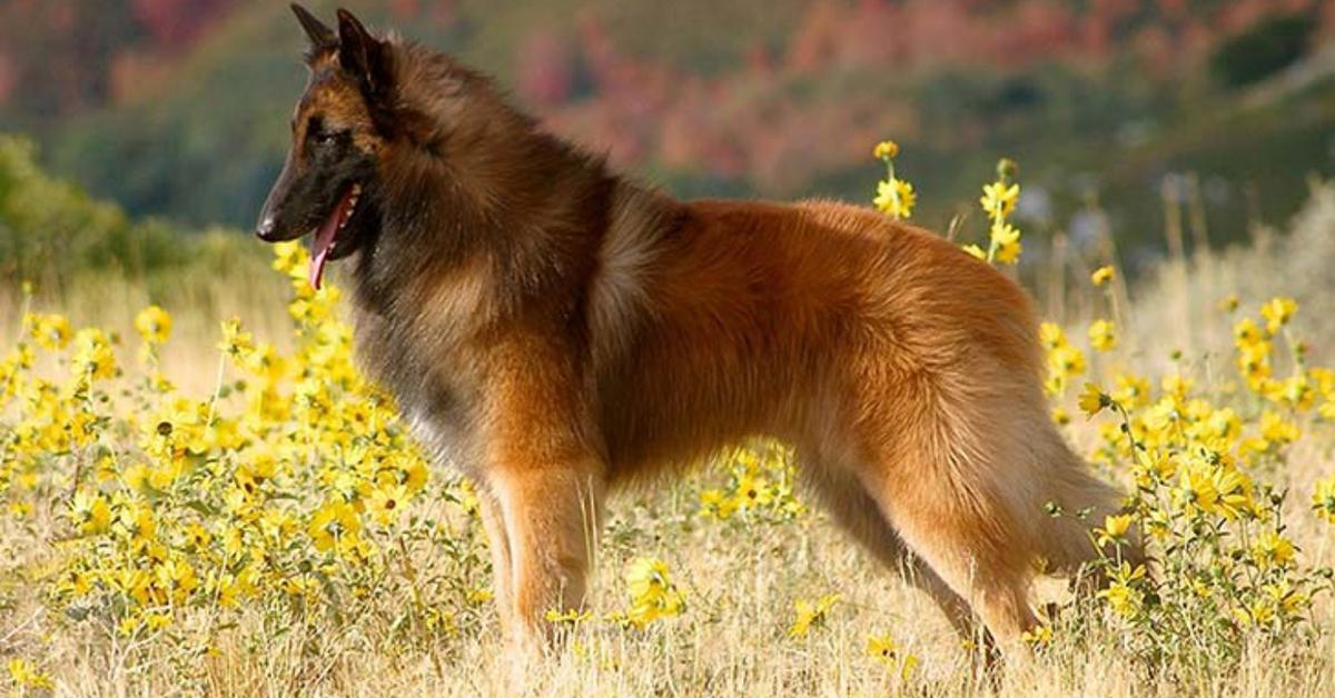 Close-up view of the Belgian Tervuren, known as Belgian Tervuren in Indonesian.