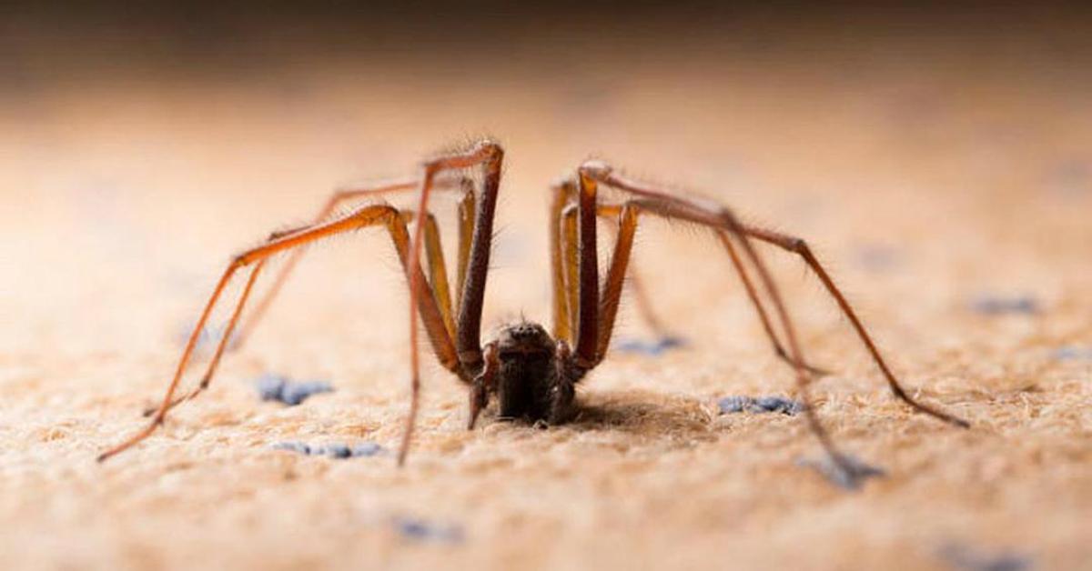 Photogenic Banana Spider, scientifically referred to as Nephila.