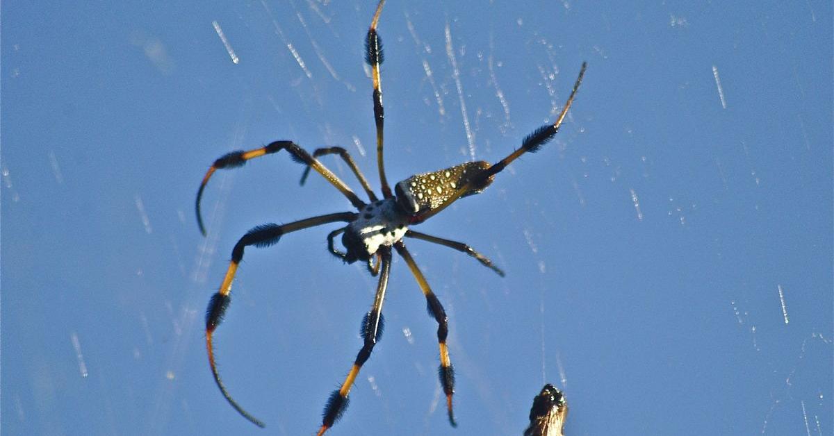 Close-up view of the Banana Spider, known as Laba-laba Pisang in Indonesian.