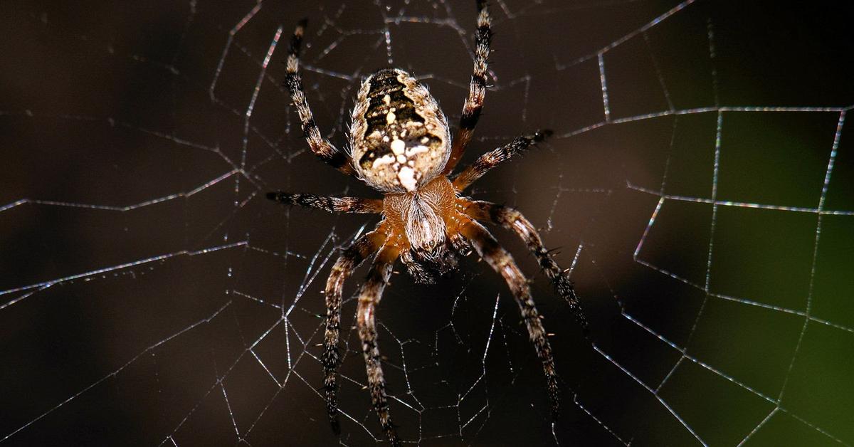 Elegant portrayal of the Banana Spider, also known as Nephila.