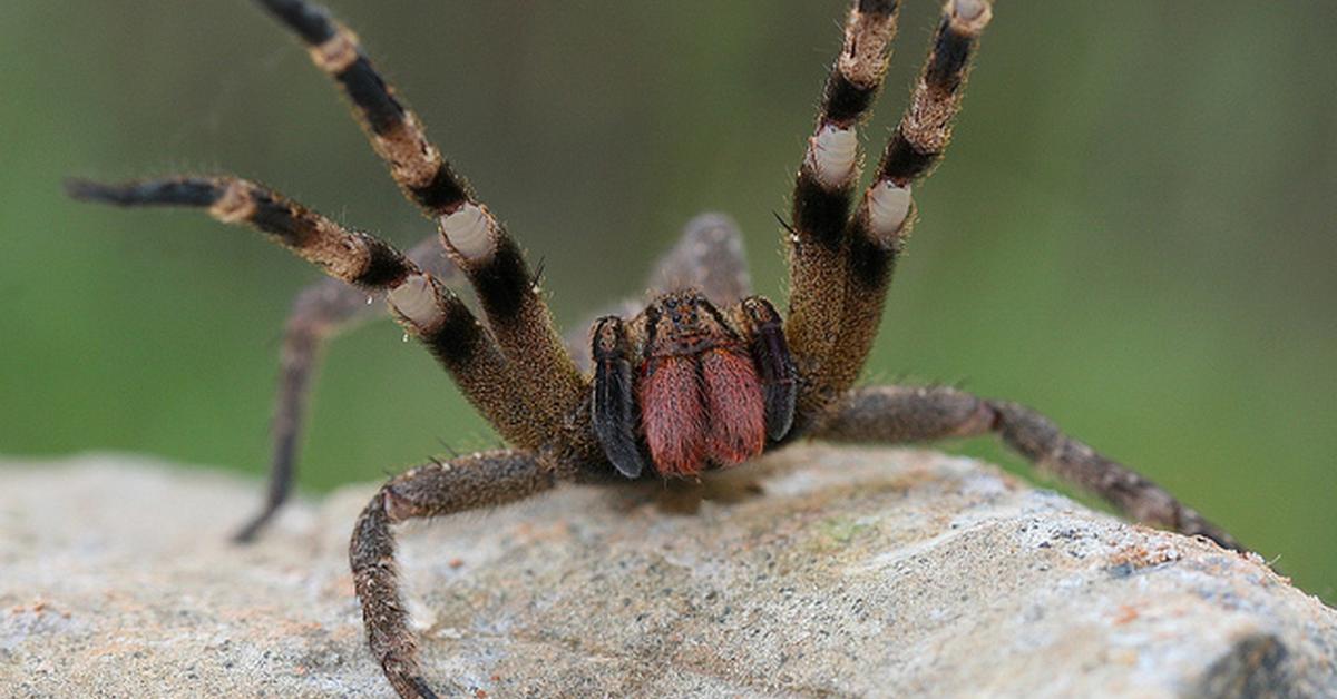 Vivid image of the Banana Spider, or Laba-laba Pisang in Indonesian context.