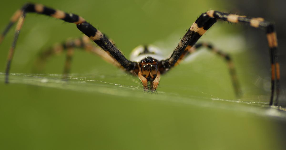 Picture of Banana Spider, known in Indonesia as Laba-laba Pisang.