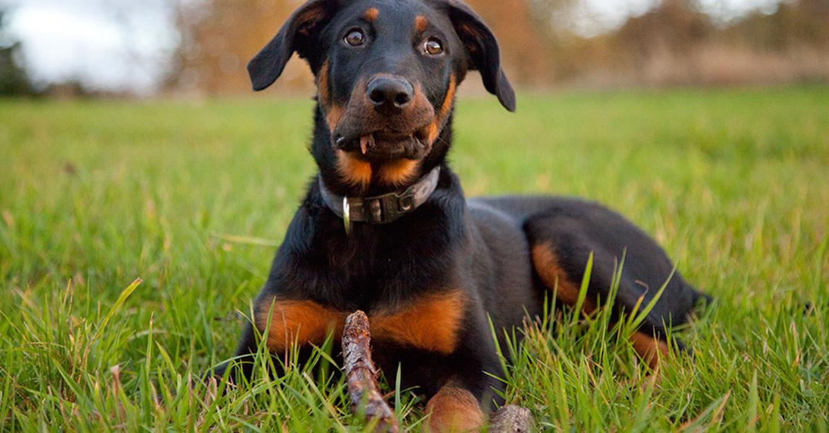 Captivating shot of the Beauceron, or Beauceron in Bahasa Indonesia.