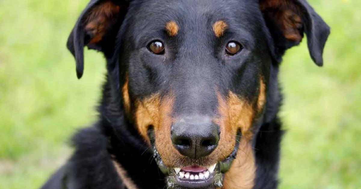 Enchanting Beauceron, a species scientifically known as Canis lupus.